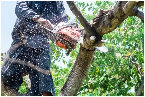 tree services Metolius